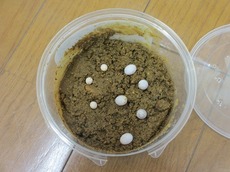 sb2014.8.6 2.jpg